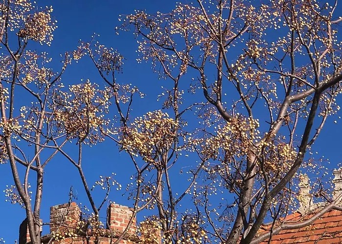 Gæstehus Chateau De La Sybille, Vue Imprenable Sur Le Canigou Et Les Orgues D'ille Sur Tet Ille-sur-Têt